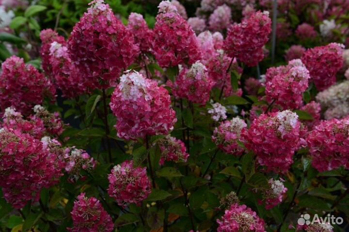 Гортензия метельчатая Самарская Лидия опт