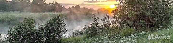 Пасека (пчелы -карпатки)