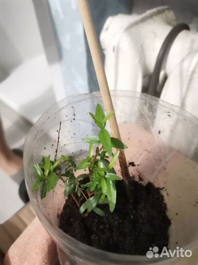 Мирт укоренённые черенки