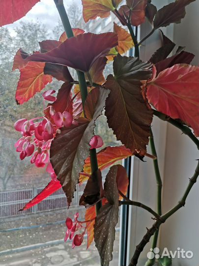 Бегония Коралловая