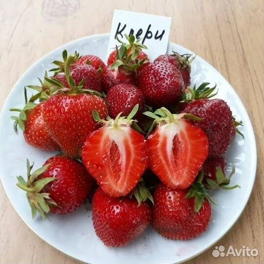 Рассада клубники клери