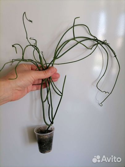 Церопегия амплиата