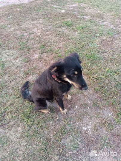 Собаки бесплатно в добрые руки