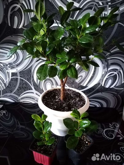 Фикус микрокарпа