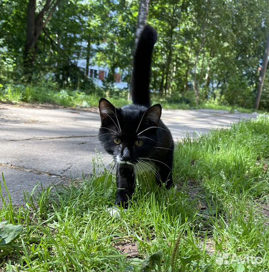 Котенок ищет дом