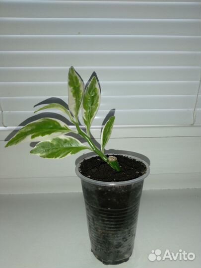 Педилантус