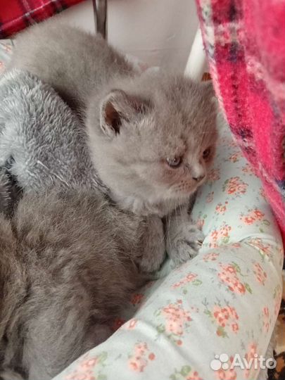 Британские котята