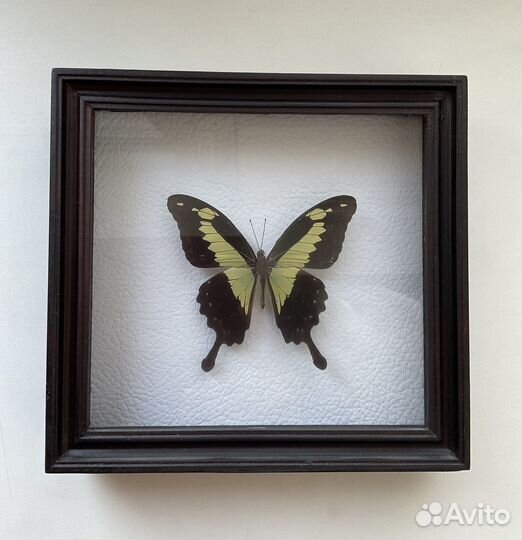 Бабочка в рамке Papilio phorcas