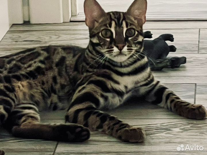 Котик гибрид Бенгал + Алк