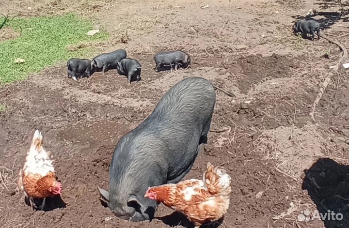 Продам вьетнамских вислобрюхих поросят