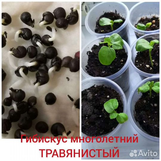 Семена свои Гибискус многолетний травянистый