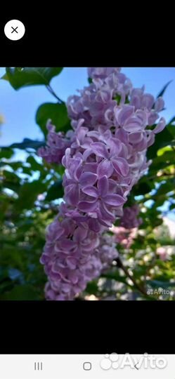 Сирень аделина