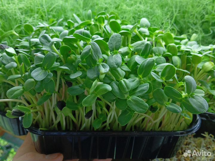 Микрозелень