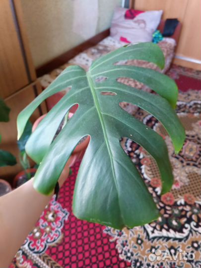 Комнатные растения цветы