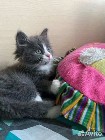 Кошечка в добрые руки