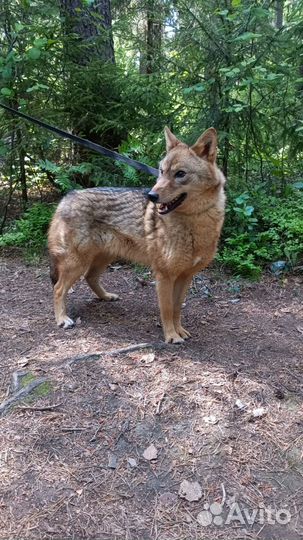 Метис шакала