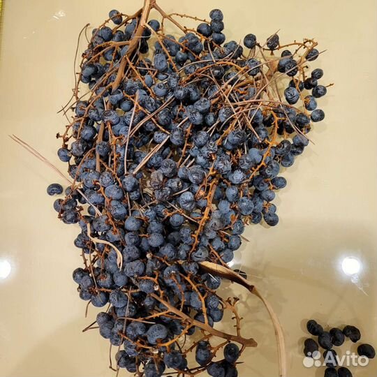 Пальма трахикарпус