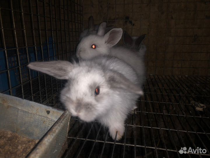Карликовый кролик минилоп