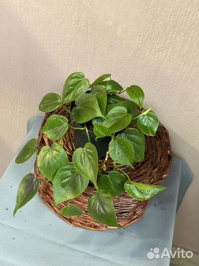 Филодендрон scandens d12