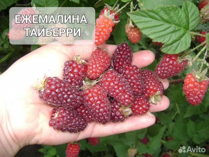 Рассада клубники