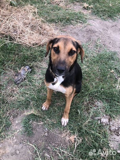 Русская гончая