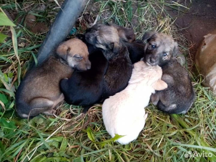 Щенки в добрые руки