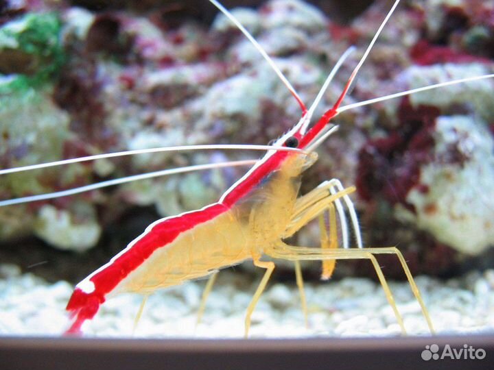 Морские ракообразные