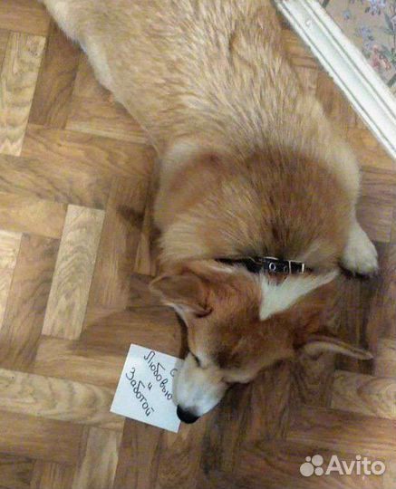 Кошки и грызуны передержка