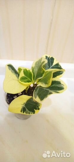 Фикус триангулярис вайт марджин