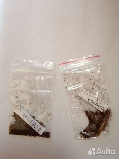 Семена табака