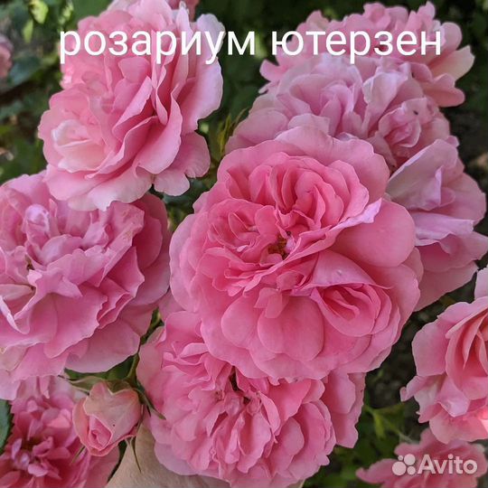 Роза на штамбе