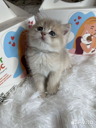 Британский котенок шиншилла голубое золото