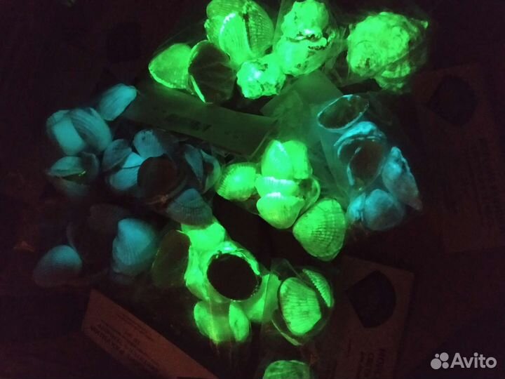 Ракушка скафарка светится в темноте