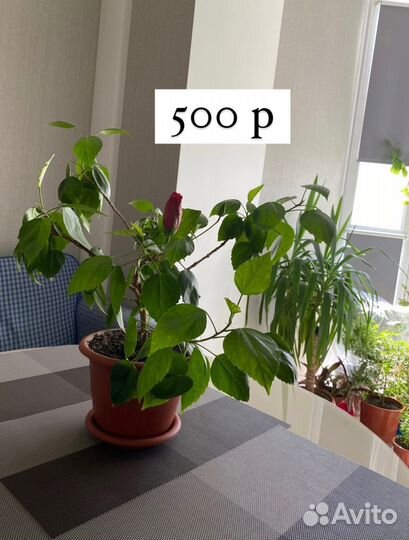 Продам цветы комнатные