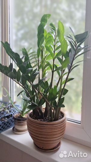 Замиокулькас