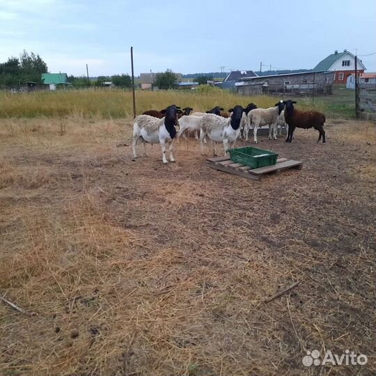 Бараны дорпер