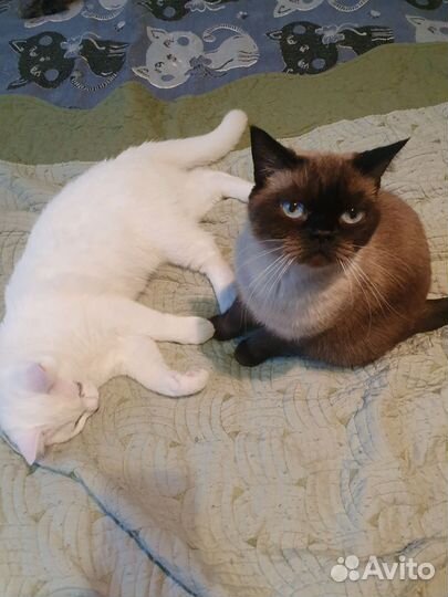 Кошка в дар