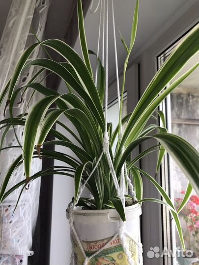 Хлорофитум