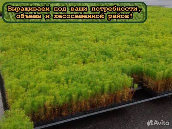 Сеянцы сосны и ели зкс