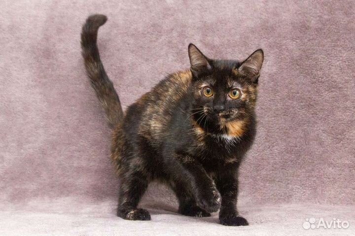 Котёнок, малышка черепашка ищет семью