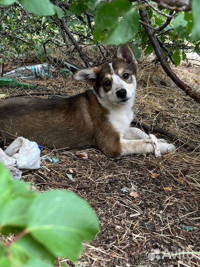 Отдам даром щенка