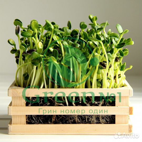 Семена для микрозелени
