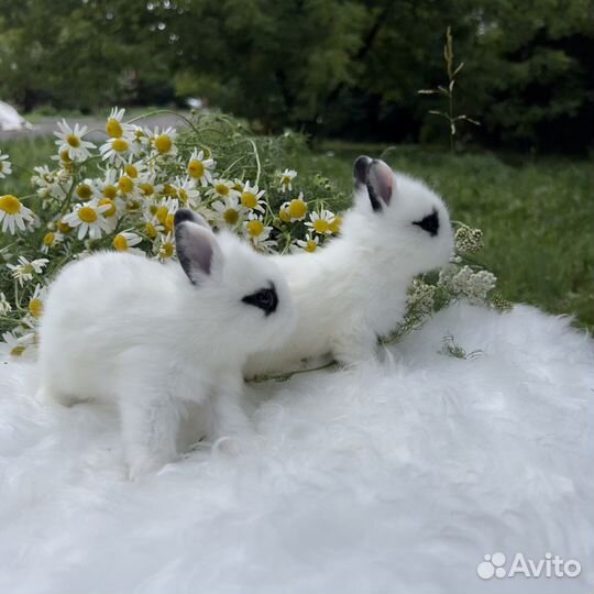 Мини кролик ручной