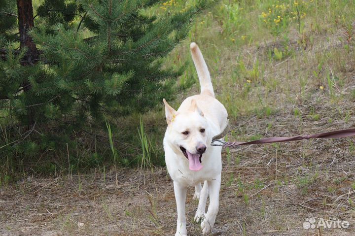 Белая собака