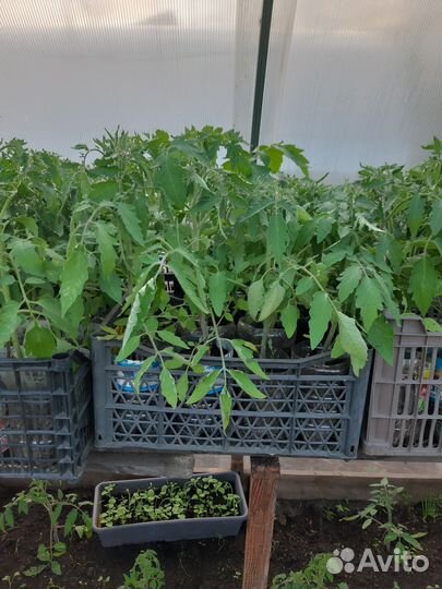 Рассада помидор, перцев,баклажанов и капусты