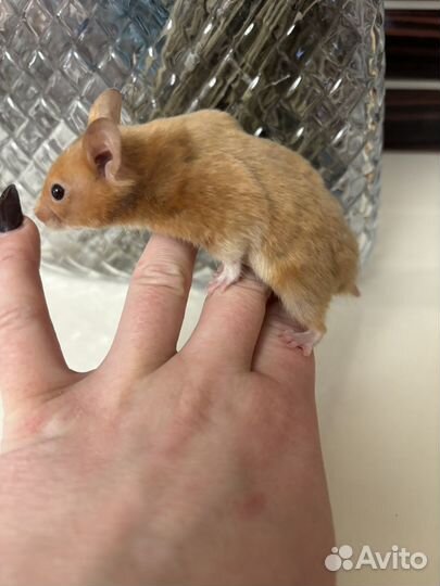 Сирийский хомяк - милые малыши