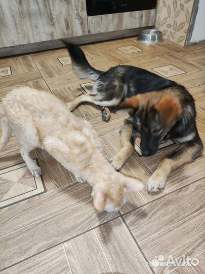 Миниатюрная собака в добрые руки