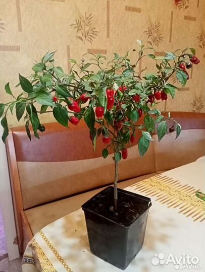 Перец комнатный острый 