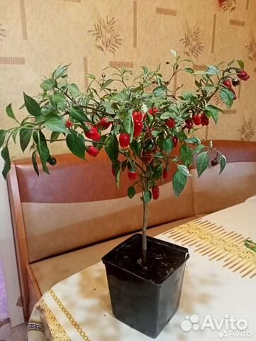 Перец комнатный острый 