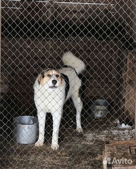 Молодой пёс Пашка